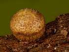 Habitus
