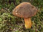 Habitus