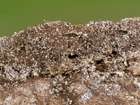 Habitus