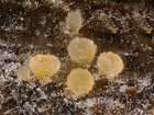 Habitus
