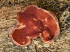 Habitus