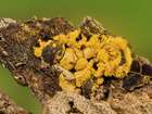 Habitus