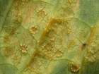 Habitus
