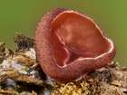 Habitus